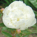 PREORDER: Peony Bare Roots (Ships October 2026)