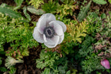 PREORDER: Anemone Corms (Ships Fall 2026)