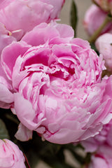 PREORDER: Peony Bare Roots (Ships October 2026)