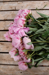 PREORDER: Peony Bare Roots (Ships October 2026)