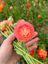 PREORDER: Ranunculus Corms (Ships Fall 2026)
