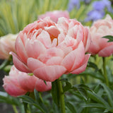 PREORDER: Peony Bare Roots (Ships October 2026)
