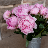PREORDER: Peony Bare Roots (Ships October 2026)