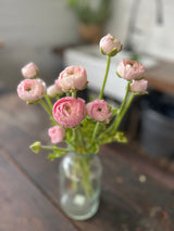 PREORDER: Ranunculus Corms (Ships Fall 2026)