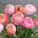 PREORDER: Ranunculus Corms (Ships Fall 2026)
