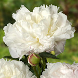PREORDER: Peony Bare Roots (Ships October 2026)