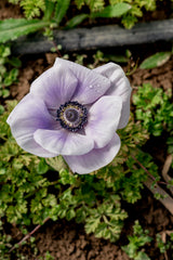 PREORDER: Anemone Corms (Ships Fall 2026)
