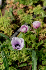 PREORDER: Anemone Corms (Ships Fall 2026)