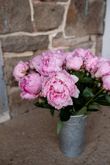 PREORDER: Peony Bare Roots (Ships October 2026)