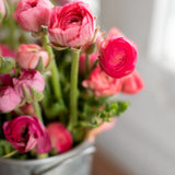 PREORDER: Ranunculus Corms (Ships Fall 2026)