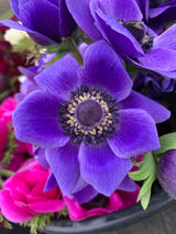 PREORDER: Anemone Corms (Ships Fall 2026)