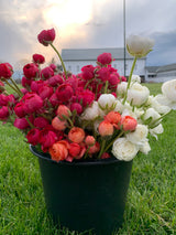 PREORDER: Ranunculus Corms (Ships Fall 2026)