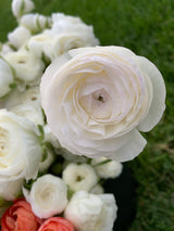 PREORDER: Ranunculus Corms (Ships Fall 2026)